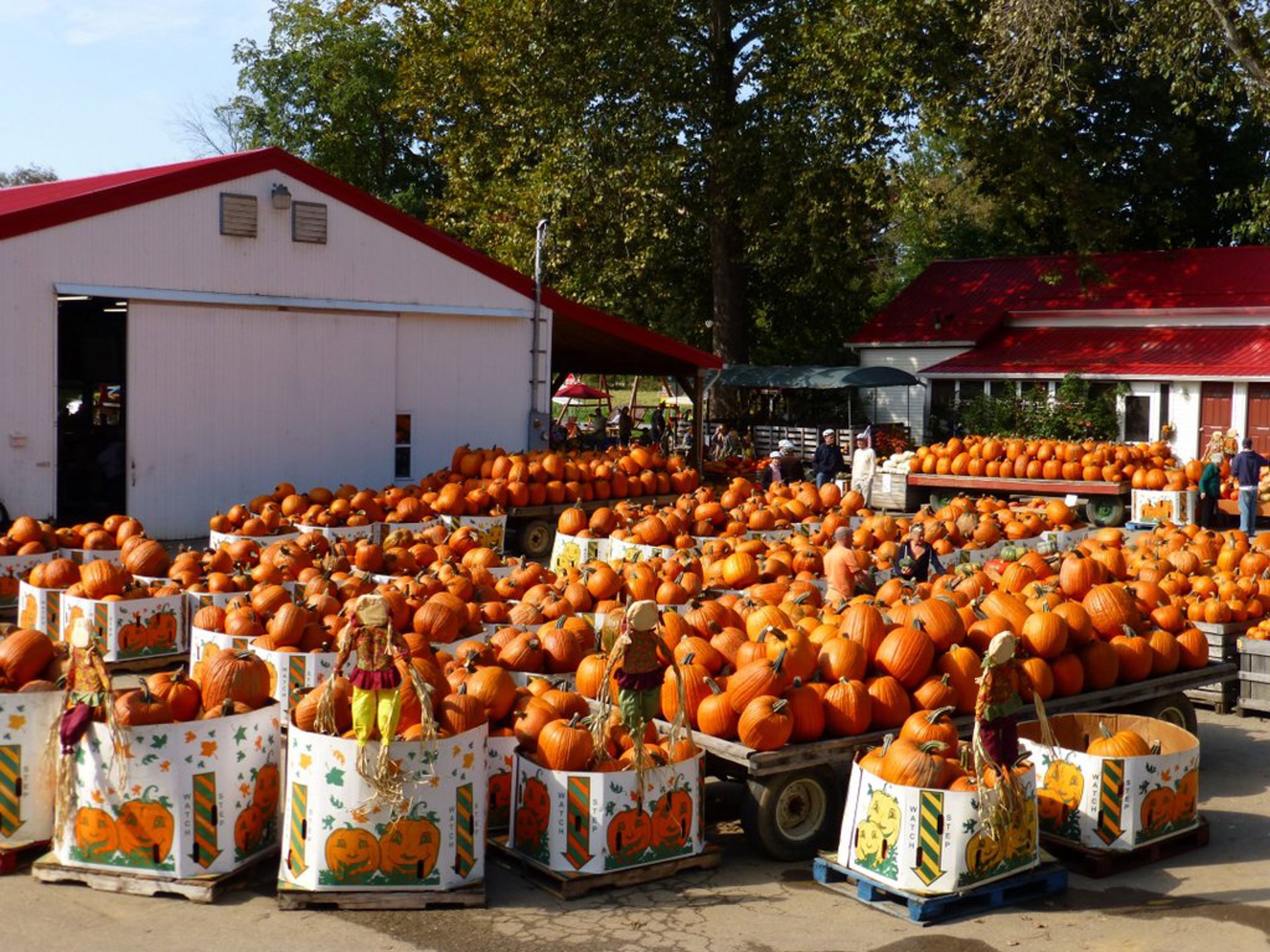 Szalays-pumpkins_09A4C826-E451-4F36-8A1705AEFB577EB0_09a90104-ca1f-ebd1-6862d452ea81dfbf.jpg