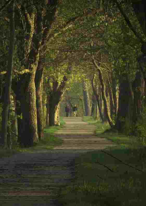 Walkers in the park.