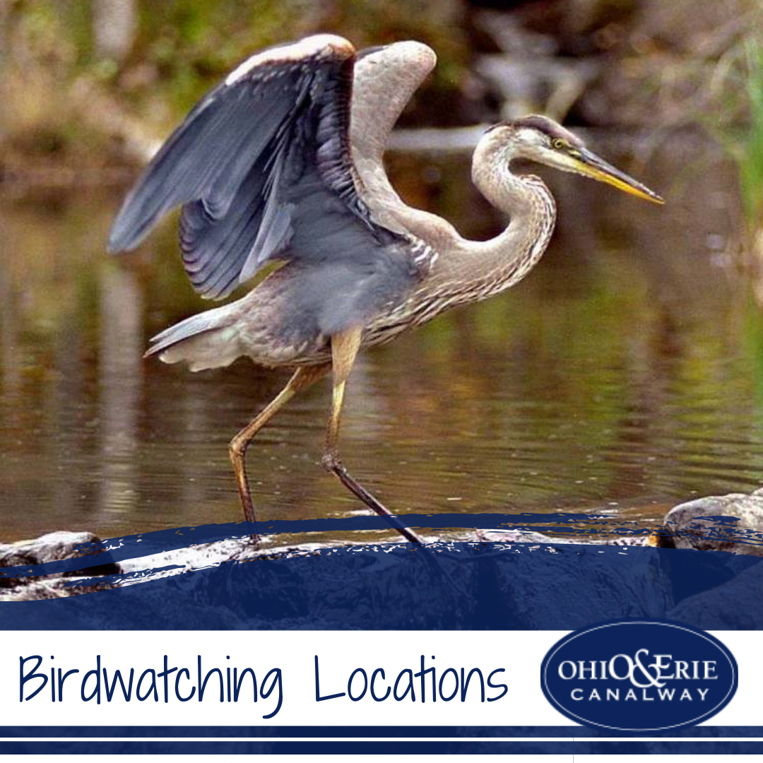 Birdwatching Locations in the Ohio & Erie Canalway
