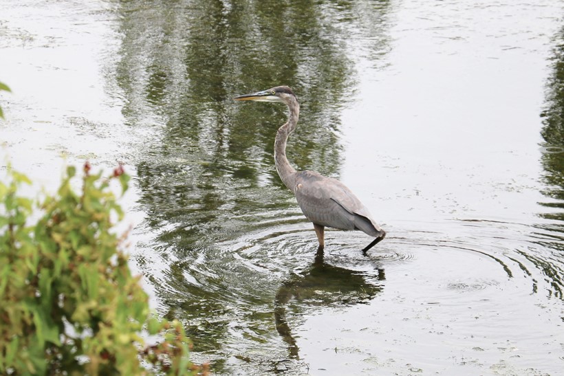 Blue Heron in Akron